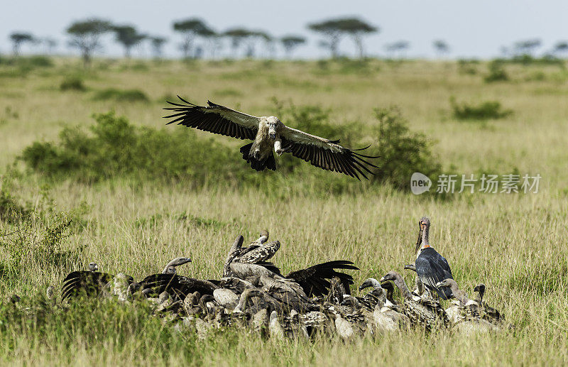 白背秃鹰(Gyps africanus)是一种东半球鹰科秃鹰。有时它被称为非洲白背秃鹰，以区别于东方白背秃鹰。肯尼亚马赛马拉国家保护区。飞进飞出